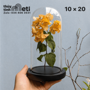 Chụp thủy tinh đế gỗ 10x20