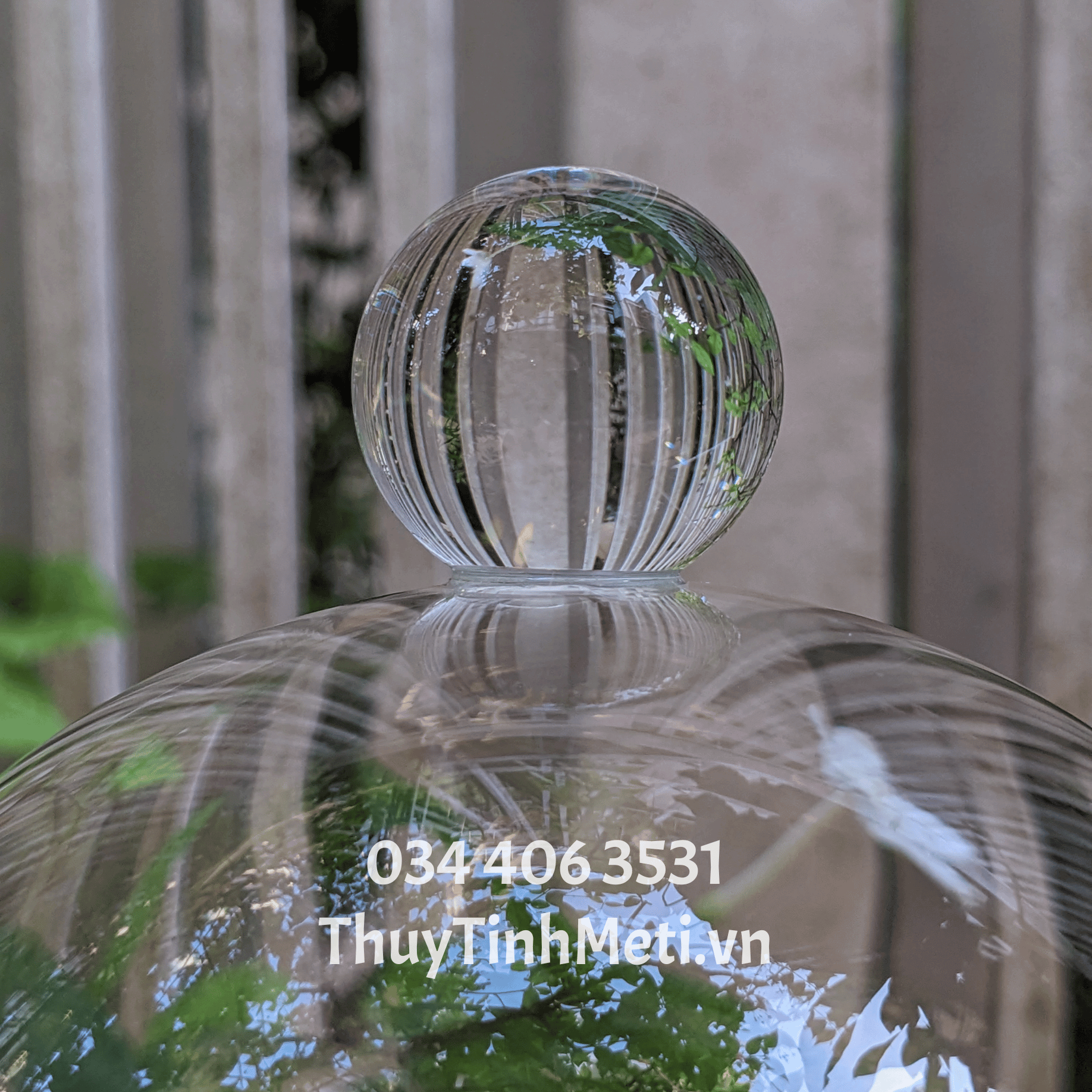 Chụp thủy tinh đế gỗ núm tròn (10) Chụp thủy tinh đế gỗ núm tròn